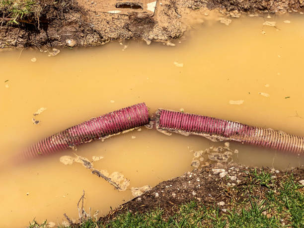 Best Water damage cleanup near me  in Amboy, IL