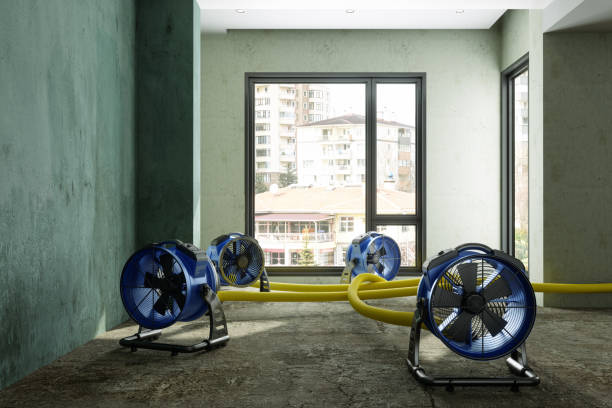 Best Water damage mitigation services  in Amboy, IL